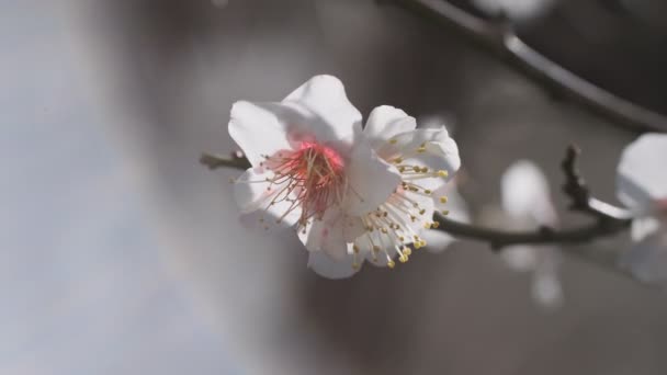 Tokyo Plum Blossom 2022 February — Stock Video