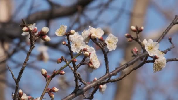 东京梅花2022年2月 — 图库视频影像