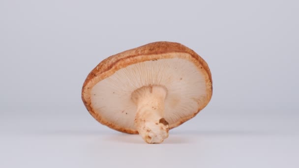 芝麻蘑菇 视频剪辑 — 图库视频影像