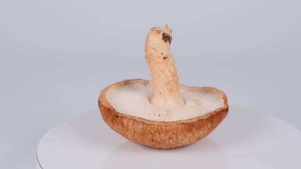 Shiitake Cogumelos Clipe Vídeo — Vídeo de Stock