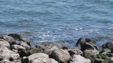 Tokyo Arakawa Nehri Ağzı Shinkiba 2022 Şubat