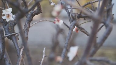 Tokyo Erik çiçeği 2022 Tripod çekimi