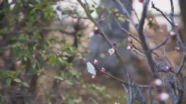 Tokyo Erik çiçeği 2022 Tripod çekimi
