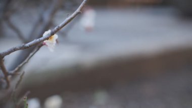 Tokyo Erik çiçeği 2022 Tripod çekimi