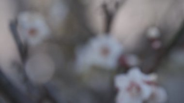 Tokyo Erik çiçeği 2022 Tripod çekimi