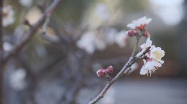 Tokyo Erik çiçeği 2022 Tripod çekimi
