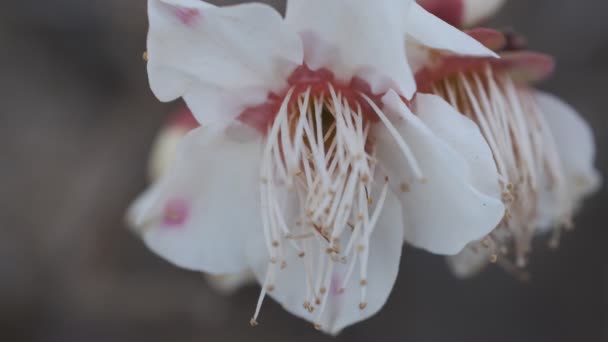 Tokyo Plum Blossom 2022 Trípode Tiro — Vídeos de Stock