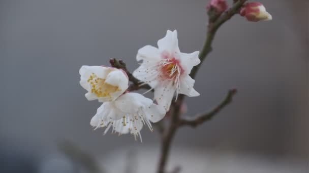 Tokyo Plum Blossom 2022 Tripod Shooting — Stock Video