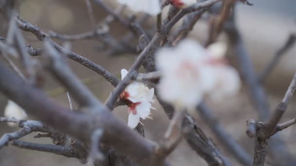 Tokyo Erik Çiçeği 2022 Tripod Çekimi — Stok video