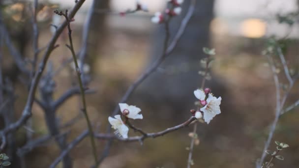 Tokyo Plum Kwiat 2022 Statyw Fotografowania — Wideo stockowe