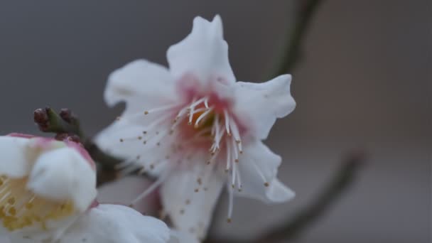 Tokyo Plum Kwiat 2022 Statyw Fotografowania — Wideo stockowe