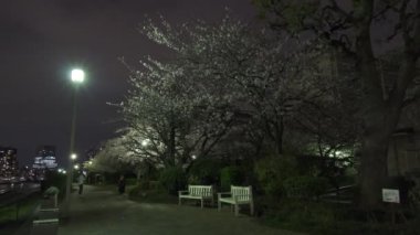 Tokyo Kiraz Çiçeği Gece Görüşü 2022