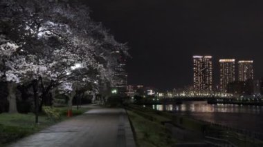 Tokyo Kiraz Çiçeği Gece Görüşü 2022