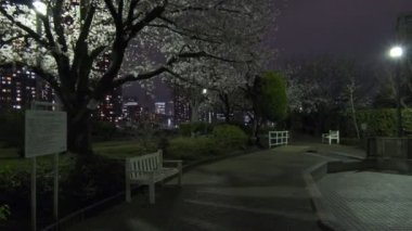 Tokyo Kiraz Çiçeği Gece Görüşü 2022