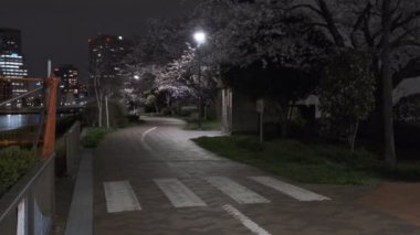 Tokyo Kiraz Çiçeği Gece Görüşü 2022