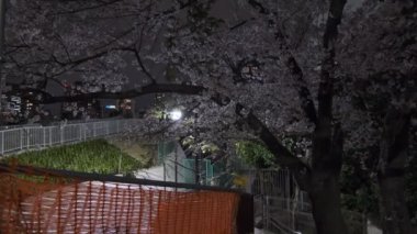 Tokyo Kiraz Çiçeği Gece Görüşü 2022