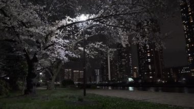 Tokyo Kiraz Çiçeği Gece Görüşü 2022