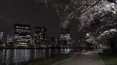 Tokyo Kiraz Çiçeği Gece Görüşü 2022