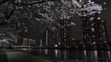 Tokyo Kiraz Çiçeği Gece Görüşü 2022