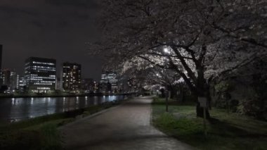 Tokyo Kiraz Çiçeği Gece Görüşü 2022