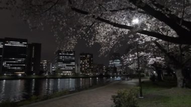 Tokyo Kiraz Çiçeği Gece Görüşü 2022