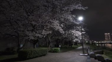 Tokyo Kiraz Çiçeği Gece Görüşü 2022