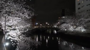 Tokyo Kiraz Çiçeği Gece Görüşü 2022