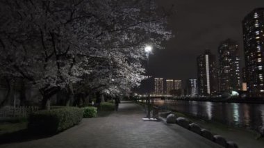 Tokyo Kiraz Çiçeği Gece Görüşü 2022
