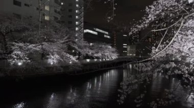 Tokyo Kiraz Çiçeği Gece Görüşü 2022