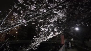 Tokyo Kiraz Çiçeği Gece Görüşü 2022