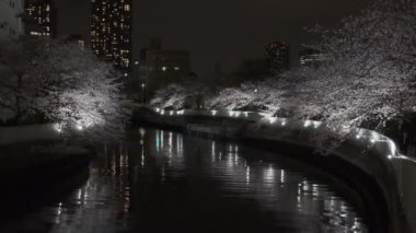 Tokyo Kiraz Çiçeği Gece Görüşü 2022
