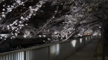 Tokyo Kiraz Çiçeği Gece Görüşü 2022