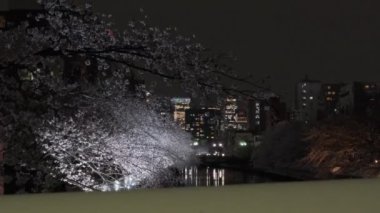 Tokyo Kiraz Çiçeği Gece Görüşü 2022