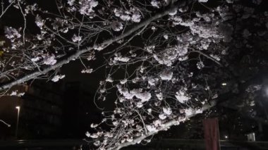 Tokyo Kiraz Çiçeği Gece Görüşü 2022