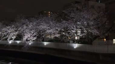 Tokyo Kiraz Çiçeği Gece Görüşü 2022