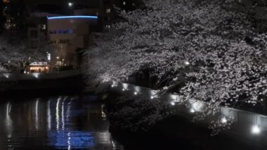 Tokyo Kiraz Çiçeği Gece Görüşü 2022