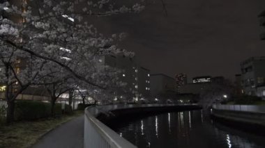 Tokyo Kiraz Çiçeği Gece Görüşü 2022