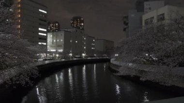 Tokyo Kiraz Çiçeği Gece Görüşü 2022