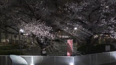 Tokyo Kiraz Çiçeği Gece Görüşü 2022