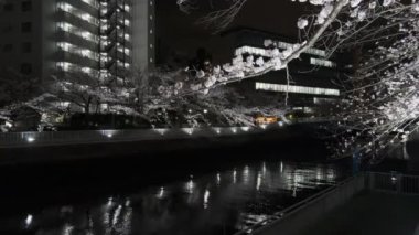 Tokyo Kiraz Çiçeği Gece Görüşü 2022