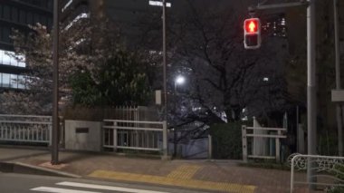 Tokyo Kiraz Çiçeği Gece Görüşü 2022