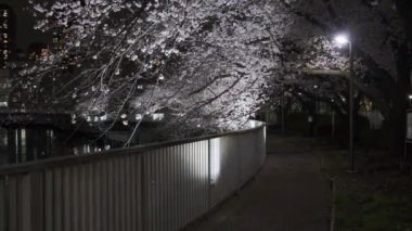 Tokyo Kiraz Çiçeği Gece Görüşü 2022