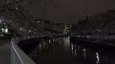 Tokyo Kiraz Çiçeği Gece Görüşü 2022