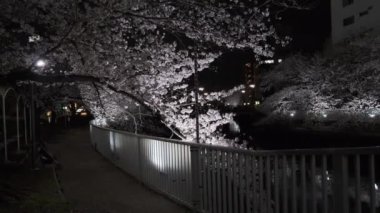 Tokyo Kiraz Çiçeği Gece Görüşü 2022