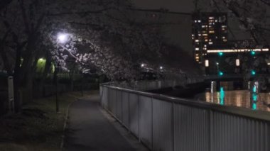 Tokyo Kiraz Çiçeği Gece Görüşü 2022
