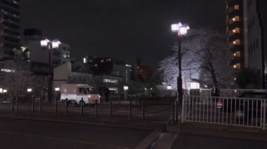 Tokyo Kiraz Çiçeği Gece Görüşü 2022