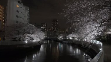 Tokyo Kiraz Çiçeği Gece Görüşü 2022