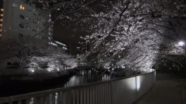Tokyo Kiraz Çiçeği Gece Görüşü 2022