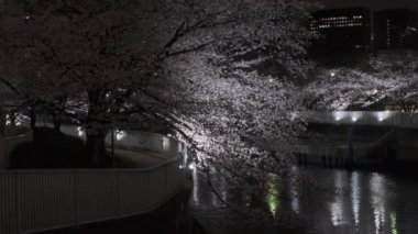 Tokyo Kiraz Çiçeği Gece Görüşü 2022