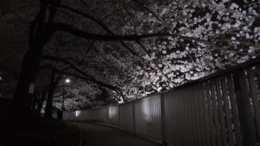 Tokyo Kiraz Çiçeği Gece Görüşü 2022